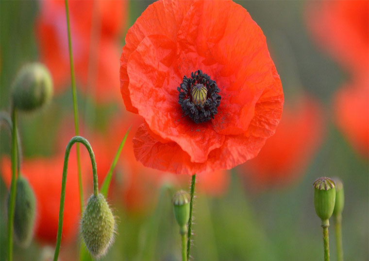 The Centenary of Armistice