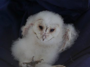 Health Checking of Owlets at Sawbridgeworth Marsh
