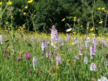 The Queen’s Coronation Meadows.
