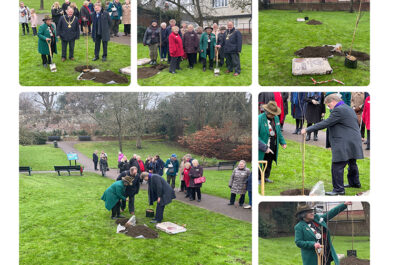 Cherry Trees Planted for the Queen’s Green Canopy at Hertford Castle
